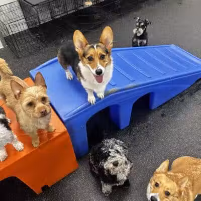 Dogtopia of Columbus-Downtown - Columbus, OH