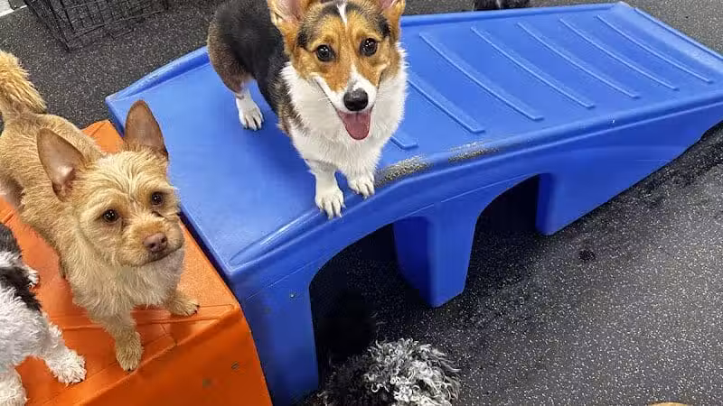 Dogtopia of Columbus-Downtown - Columbus, OH