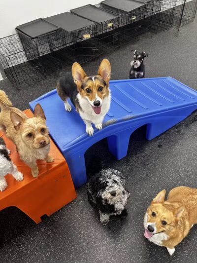 Dogtopia of Columbus-Downtown - Columbus, OH