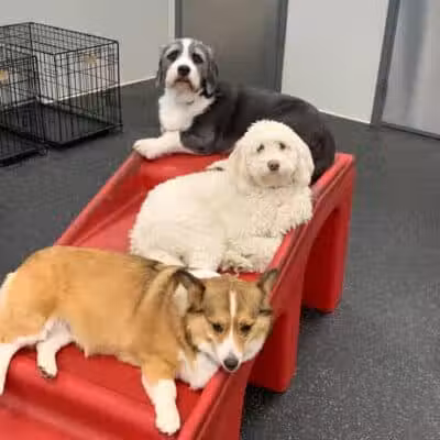 Dogtopia of Columbus-Downtown - Columbus, OH