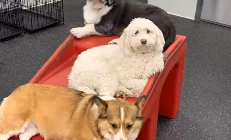 Dogtopia of Columbus-Downtown - Columbus, OH