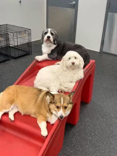 Dogtopia of Columbus-Downtown - Columbus, OH