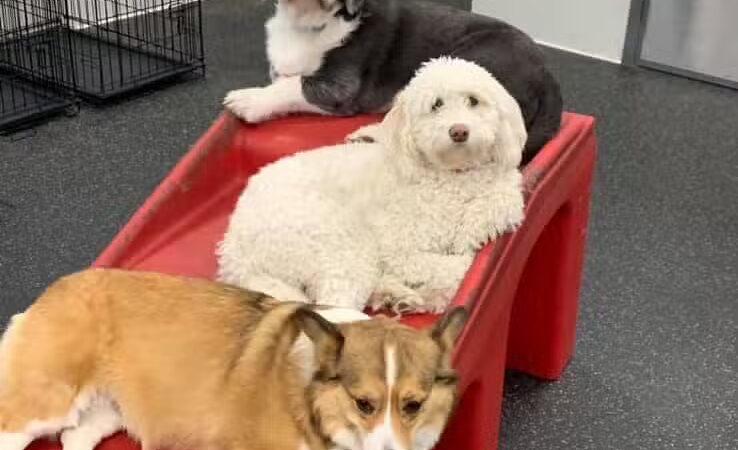 Dogtopia of Columbus-Downtown - Columbus, OH