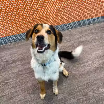 Dogtopia of Columbus-Downtown - Columbus, OH