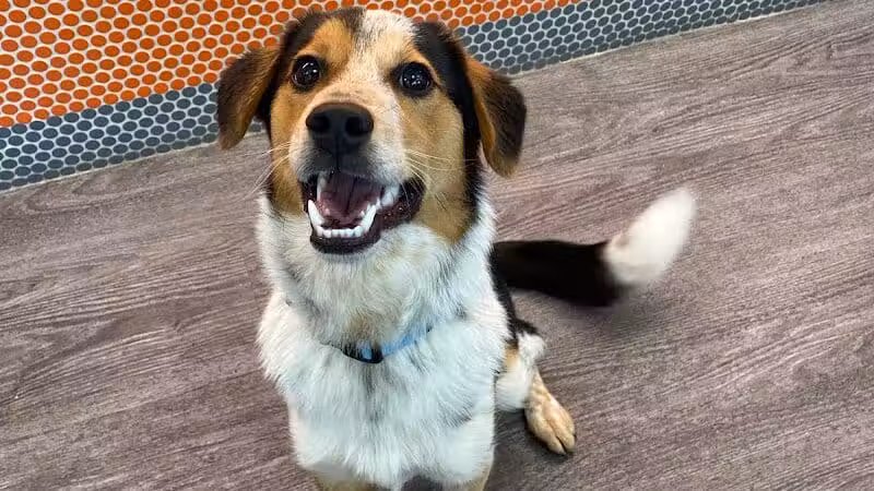 Dogtopia of Columbus-Downtown - Columbus, OH