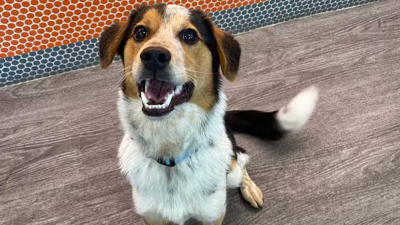 Dogtopia of Columbus-Downtown - Columbus, OH