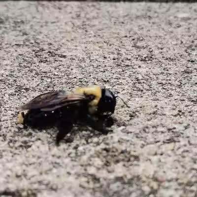 Driving Park - Columbus, OH