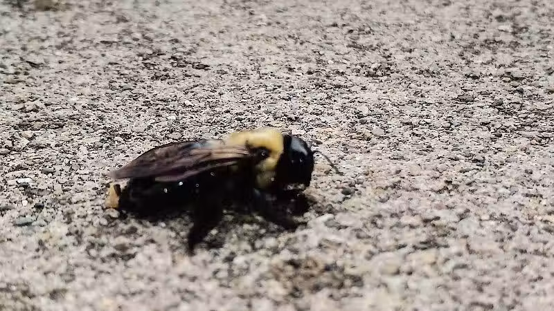 Driving Park - Columbus, OH