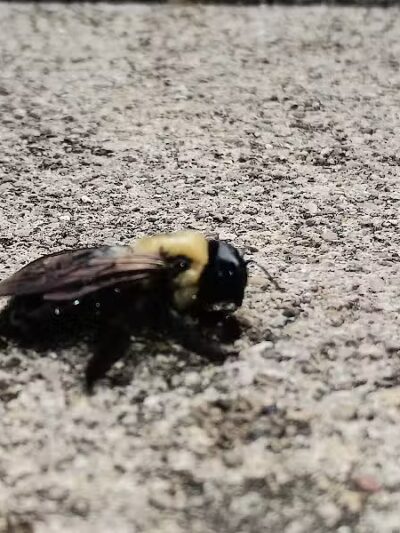 Driving Park - Columbus, OH