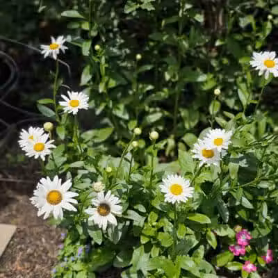 Frank Fetch Park - Columbus, OH