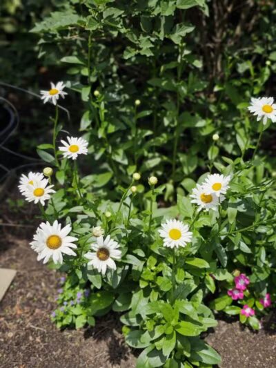 Frank Fetch Park - Columbus, OH