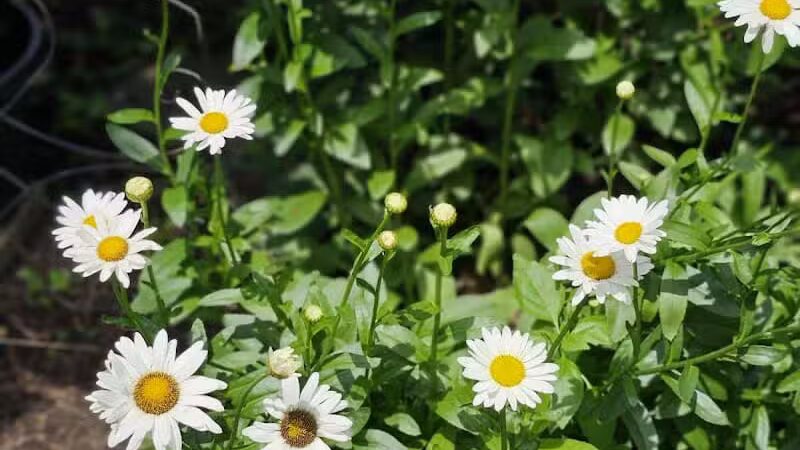 Frank Fetch Park - Columbus, OH