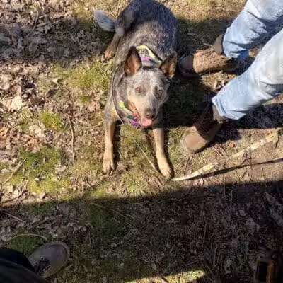 Goldenrod Pet Trail - Columbus, OH