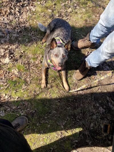 Goldenrod Pet Trail - Columbus, OH