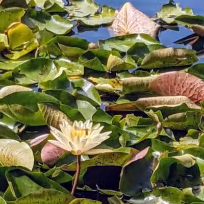 Goodale Park - Columbus, OH