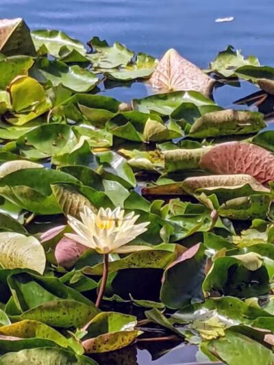 Goodale Park - Columbus, OH