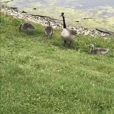 Highbluffs Park - Columbus, OH