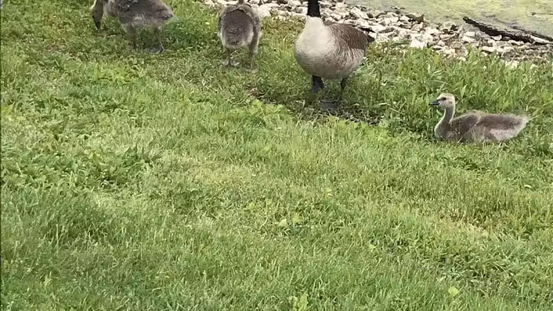 Highbluffs Park - Columbus, OH
