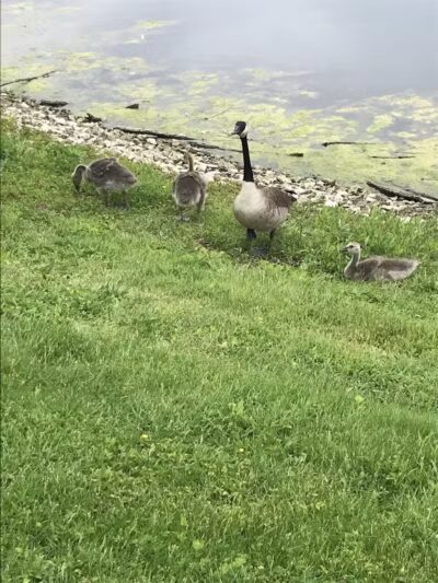 Highbluffs Park - Columbus, OH