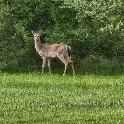 Innis Park - Columbus, OH