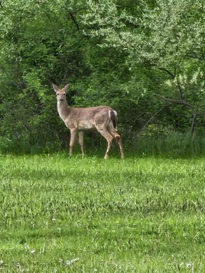 Innis Park - Columbus, OH