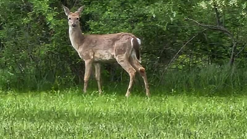 Innis Park - Columbus, OH