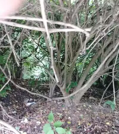 Kraner Park - Columbus, OH