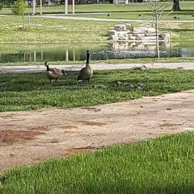 Linden Park - Columbus, OH