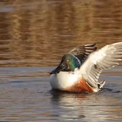 Linden Park - Columbus, OH