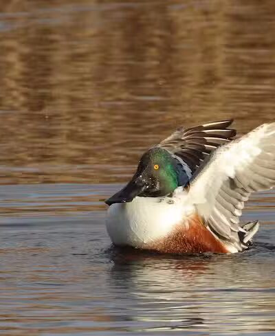 Linden Park - Columbus, OH