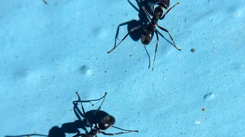 Linden Park - Columbus, OH