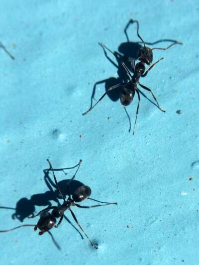 Linden Park - Columbus, OH