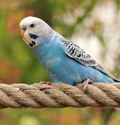 Linden Park - Columbus, OH