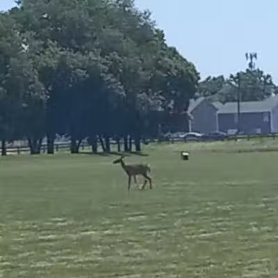 Nafzger Park - Columbus, OH