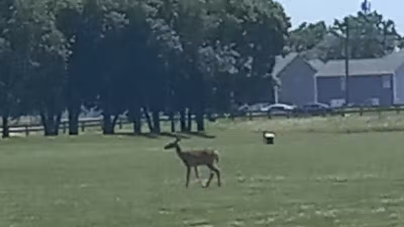 Nafzger Park - Columbus, OH