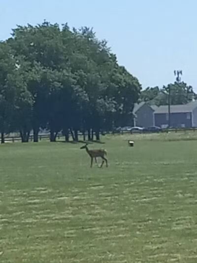 Nafzger Park - Columbus, OH