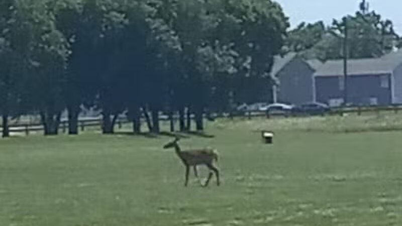 Nafzger Park - Columbus, OH