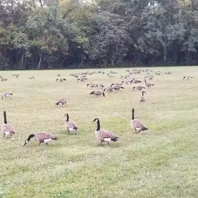 Nafzger Park - Columbus, OH