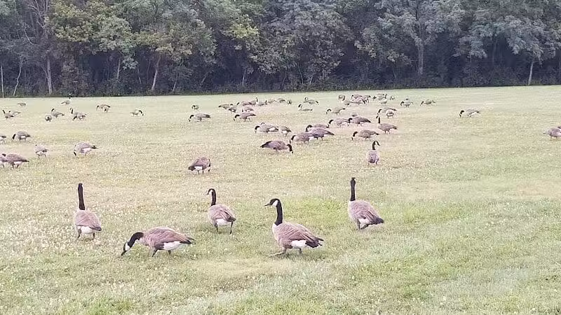 Nafzger Park - Columbus, OH