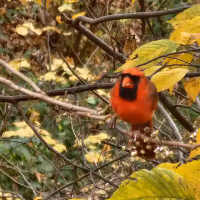 Northern Woods Park - Columbus, OH