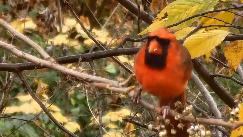 Northern Woods Park - Columbus, OH