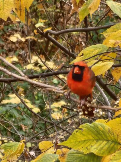 Northern Woods Park - Columbus, OH