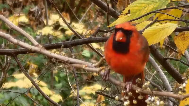 Northern Woods Park - Columbus, OH