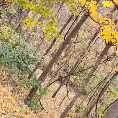 Northern Woods Park - Columbus, OH