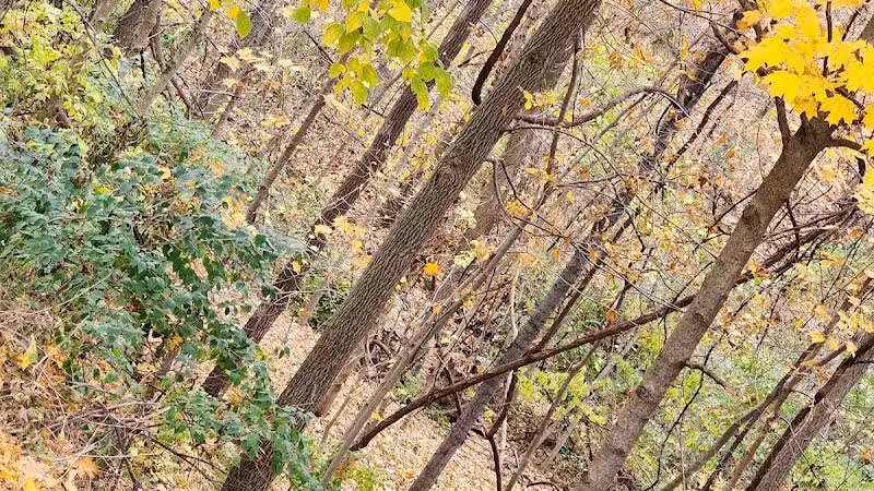 Northern Woods Park - Columbus, OH