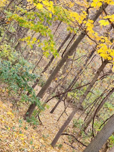 Northern Woods Park - Columbus, OH