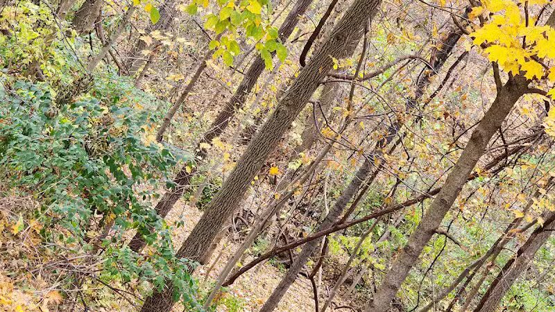 Northern Woods Park - Columbus, OH