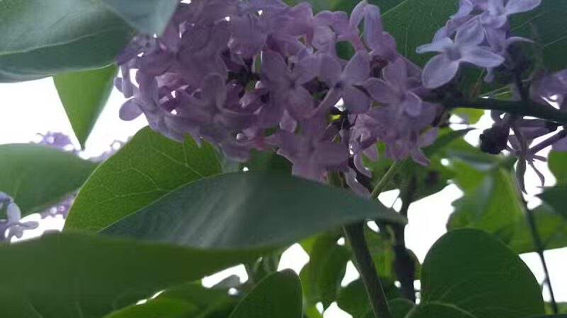 Northgate Park - Columbus, OH