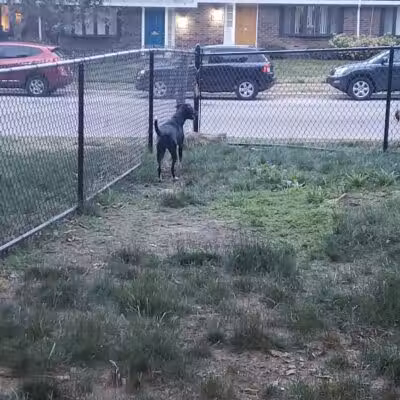 Olentangy Commons Small Dog Park - Columbus, OH