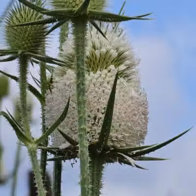 Olentangy Trail - Columbus, OH